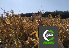 Expedição Costa Oeste: Com temperatura negativas geadas voltam a castigar lavouras e pastagens 