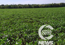 Expedição Costa Oeste: Agricultor relata alta dos insumos e prejuízo com granizo  