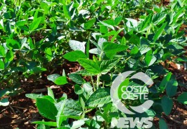 Expedição Costa Oeste: Agricultor relata alta dos insumos e prejuízo com granizo  