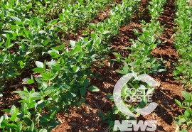 Expedição Costa Oeste: Agricultor relata alta dos insumos e prejuízo com granizo  