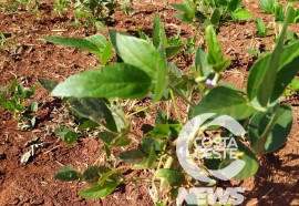 Expedição Costa Oeste: Agricultor relata alta dos insumos e prejuízo com granizo  