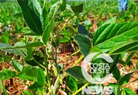 Expedição Costa Oeste: Agricultor relata alta dos insumos e prejuízo com granizo  