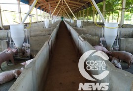 EXPEDIÇÃO COSTA OESTE  89 SUINOS SUCESSÃO FAMILIAR 