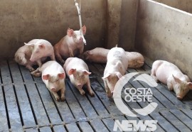 EXPEDIÇÃO COSTA OESTE  89 SUINOS SUCESSÃO FAMILIAR 