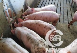 EXPEDIÇÃO COSTA OESTE  89 SUINOS SUCESSÃO FAMILIAR 