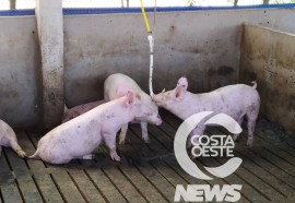 EXPEDIÇÃO COSTA OESTE  89 SUINOS SUCESSÃO FAMILIAR 