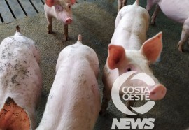 EXPEDIÇÃO COSTA OESTE  89 SUINOS SUCESSÃO FAMILIAR 