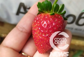 Expedição Costa Oeste 85