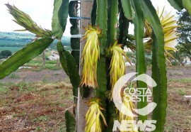 EXPEDIÇÃO COSTA OESTE 87