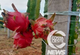 EXPEDIÇÃO COSTA OESTE 87