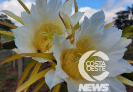 EXPEDIÇÃO COSTA OESTE 87