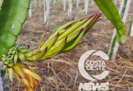 EXPEDIÇÃO COSTA OESTE 87