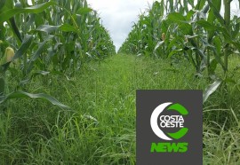 Com diversificação, criatividade e empreendedorismo rural família cresce no oeste paranaense 