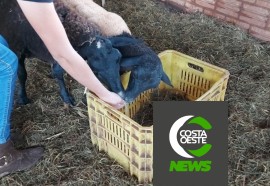 Com diversificação, criatividade e empreendedorismo rural família cresce no oeste paranaense 