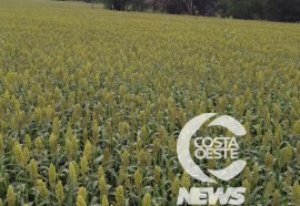 Expedição Costa Oeste sorgo 108