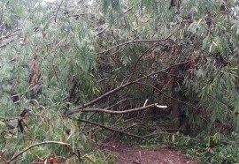 Temporal causa alagamentos, derruba árvores e descobre casas em Foz