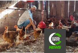 Produção de frango caipira mantém família no campo 