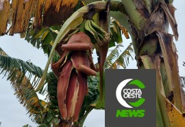 Produtor está reduzindo área de bananas para aumentar produção de milho e soja 