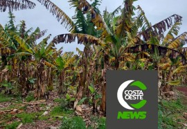 Produtor está reduzindo área de bananas para aumentar produção de milho e soja 