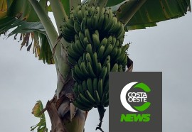 Produtor está reduzindo área de bananas para aumentar produção de milho e soja 