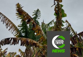 Produtor está reduzindo área de bananas para aumentar produção de milho e soja 