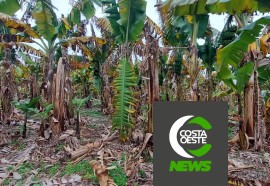 Produtor está reduzindo área de bananas para aumentar produção de milho e soja 