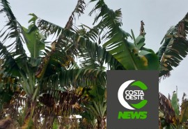 Produtor está reduzindo área de bananas para aumentar produção de milho e soja 