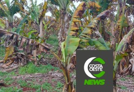 Produtor está reduzindo área de bananas para aumentar produção de milho e soja 