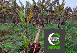 Produtor está reduzindo área de bananas para aumentar produção de milho e soja 