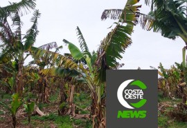 Produtor está reduzindo área de bananas para aumentar produção de milho e soja 