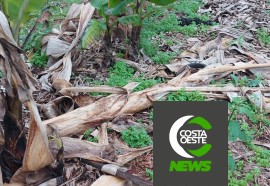 Produtor está reduzindo área de bananas para aumentar produção de milho e soja 