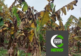 Produtor está reduzindo área de bananas para aumentar produção de milho e soja 