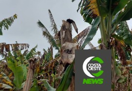 Produtor está reduzindo área de bananas para aumentar produção de milho e soja 