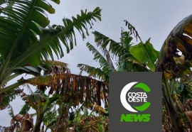 Produtor está reduzindo área de bananas para aumentar produção de milho e soja 