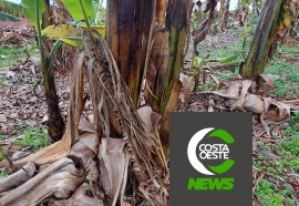 Produtor está reduzindo área de bananas para aumentar produção de milho e soja 