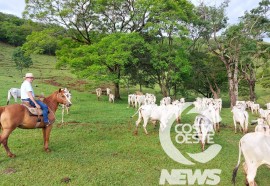 Expedição Costa Oeste 77: Empresário decide diversificar seus negócios com criação de gado de corte 