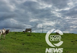 Expedição Costa Oeste 77: Empresário decide diversificar seus negócios com criação de gado de corte 