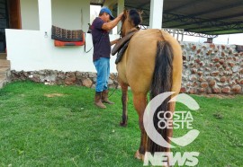 Expedição Costa Oeste 77: Empresário decide diversificar seus negócios com criação de gado de corte 