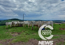 Expedição Costa Oeste 77: Empresário decide diversificar seus negócios com criação de gado de corte 