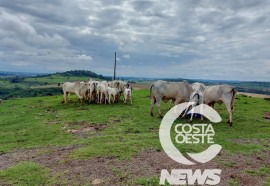 Expedição Costa Oeste 77: Empresário decide diversificar seus negócios com criação de gado de corte 