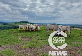 Expedição Costa Oeste 77: Empresário decide diversificar seus negócios com criação de gado de corte 