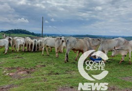 Expedição Costa Oeste 77: Empresário decide diversificar seus negócios com criação de gado de corte 