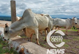 Expedição Costa Oeste 77: Empresário decide diversificar seus negócios com criação de gado de corte 