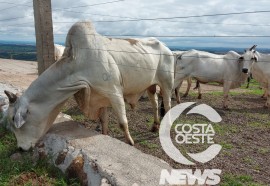 Expedição Costa Oeste 77: Empresário decide diversificar seus negócios com criação de gado de corte 