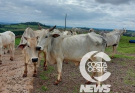 Expedição Costa Oeste 77: Empresário decide diversificar seus negócios com criação de gado de corte 