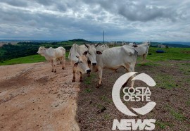 Expedição Costa Oeste 77: Empresário decide diversificar seus negócios com criação de gado de corte 