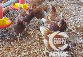 Expedição Costa Oeste 82