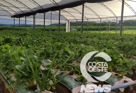 EXPEDIÇÃO COSTA OESTE 102