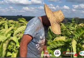 Expedição Costa Oeste: seca e crise do leite fazem pequeno agricultor voltar a cultivar fumo