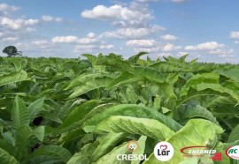 Expedição Costa Oeste: seca e crise do leite fazem pequeno agricultor voltar a cultivar fumo
